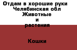 Отдам в хорошие руки  - Челябинская обл. Животные и растения » Кошки   . Челябинская обл.